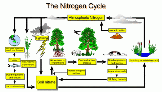 The nitrogen cycle as it operates on Earth. (Image credit: http://tygae.weebly.com/nitrogen-cycle.html)